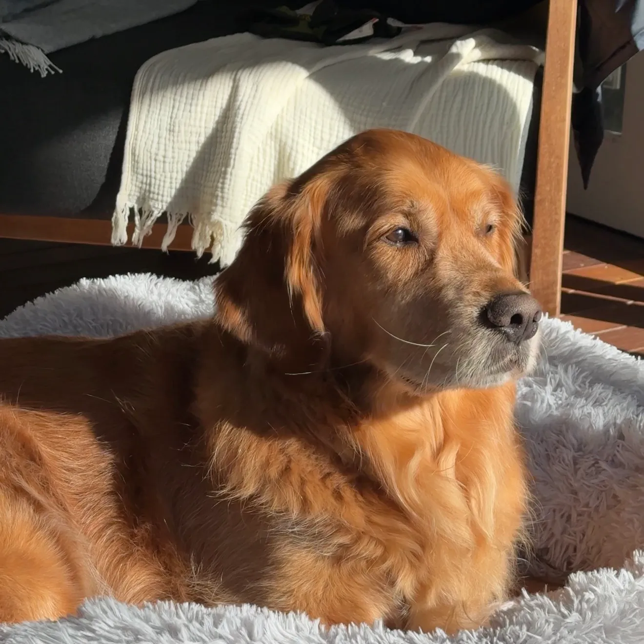 Freddie, a golden retriever, lounging in his bed in a patch of sun