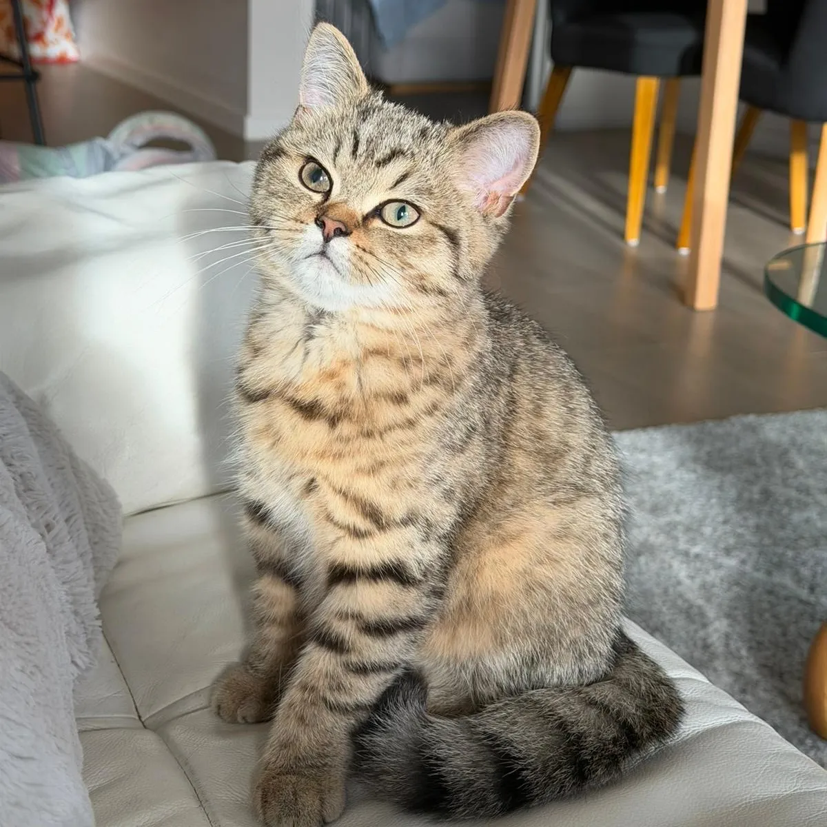 Walter, a tabby cat, sitting upright and gazing loftily past the camera